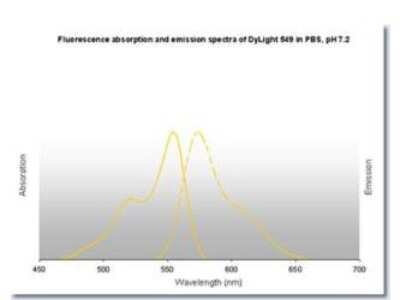 Fluorophore-linked immunosorbent assay: Donkey anti-Mouse IgG (H+L) Secondary Antibody [DyLight 549] (Pre-adsorbed) [NBP1-72933]