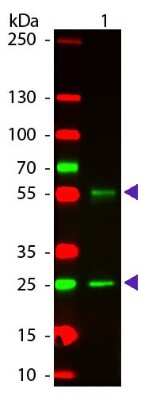 Western Blot: Donkey anti-Mouse IgG (H+L) Secondary Antibody [DyLight 549] (Pre-adsorbed) [NBP1-72933] - Western Blot of Donkey anti-Mouse IgG (H+L) Secondary antibody [DyLight 549] (Pre-adsorbed).Lane 1: Mouse IgG.Lane 2: None.Load: 50 ng per lane.Primary antibody: None.Secondary antibody: Donkey anti-Mouse IgG (H+L) Secondary antibody [DyLight 549] (Pre-adsorbed) at 1:1,000 for 60 min at RT.Blocking buffer for 30 min at RT.Predicted/Observed size: 25 & 55 kDa, 25 & 55 kDa for Mouse IgG.Other band(s): None.