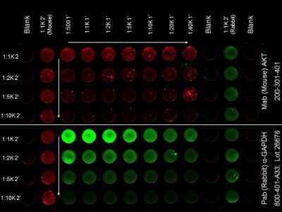 ELISA: Donkey anti-Mouse IgG (H+L) Secondary Antibody [DyLight 680] (Pre-adsorbed) [NBP1-72937] - ELISA of Donkey anti-Mouse IgG (H+L) Secondary antibody [DyLight 680] (Pre-adsorbed). Antigen: HCT-116 cell line.Coating amount: Confluent in the 96 well plate. Primary antibody: AKT or GAPDH antibody at 2 ug/mL. Dilution series: Primary and Secondary Antibodies 2-fold. Mid-point concentration: N/A.Secondary antibody: DyLight (TM) 680 donkey secondary antibody and DyLight (TM) 800 goat secondary antibody starting at 1:1,000. Substrate: None.