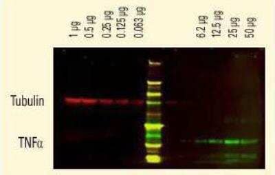 Western Blot: Donkey anti-Mouse IgG (H+L) Secondary Antibody [DyLight 680] [NBP1-72936] - DyLight (R) dyes can be used for two-color western blot detection with low background and high signal.