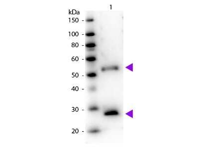 Western Blot: Donkey anti-Mouse IgG (H+L) Secondary Antibody [HRP] (Pre-adsorbed) [NB120-7061] - Western Blot of Peroxidase Donkey anti-Mouse IgG (H+L) Secondary Antibody [HRP] (Pre-adsorbed).  Lane 1:  Mouse IgG.Lane 2:  None.Load:  50 ng per lane.Primary antibody:  None.Secondary antibody:  Donkey anti-Mouse IgG (H+L) Secondary Antibody [HRP] (Pre-adsorbed) at 1:1000 for 60 min at RT.Blocking:  Fluorescent blocking buffer for 30 min at RT.Predicted/Observed size:  25 & 55 kDa, 25 & 55 kDa for Mouse IgG.Other band(s):  None.