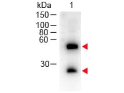 Western Blot: Donkey anti-Mouse IgG (H+L) Secondary Antibody [HRP] [NB120-6820] - Western Blot of Donkey anti-Mouse IgG (H+L) Secondary Antibody [HRP].Lane 1:  Mouse IgG.Lane 2:  None.Load:  50 ng per lane.Primary Antibody:  None.Secondary antibody:  Donkey anti-Mouse IgG (H+L) Secondary Antibody [HRP] at 1:1000 for 60 min at RT.Block:  Fluorescent blocking buffer for 30 min at RT.Predicted/Observed size:  55 and 28 kDa, 55 and 28 kDa for Mouse IgG.Other Band(s):  None.