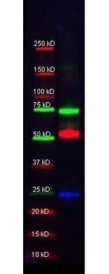 Western Blot: Donkey anti-Mouse IgG (H+L) Secondary Antibody (Pre-adsorbed) [NB120-7056] - Rabbit anti-Transferrin, Goat-anti-Alpha-1-Anti-Trypsin, and Mouse-a-GST. Detection shown was using DyLight549 Donkey anti-Rabbit IgG, DyLight 488 Donkey anti-Mouse IgG, and DyLight 649 Donkey anti-Goat IgG at 1:10000 (in blocking buffer min RT). Blots were washed, rinsed in methanol and dried. Image from the DyLight 488 version of this antibody.