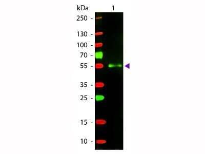 Western Blot: Donkey anti-Mouse IgG (H+L) Secondary Antibody [Texas Red] [NB7600] - Western Blot of Texas Red(TM) Donkey anti-Mouse IgG (H+L) Secondary Antibody [Texas Red].  Lane 1:  Mouse IgG.Lane 2:  None.Load:  50 ng per lane.Primary antibody:  None.Secondary antibody:  Donkey anti-Mouse IgG (H+L) Secondary Antibody [Texas Red] at 1:1000 for 60 min at RT.Blocking:  Fluorescent blocking buffer for 30 min at RT.Predicted/Observed size:  25 & 55 kDa, 25 & 55 kDa for Mouse IgG.Other band(s):  None.