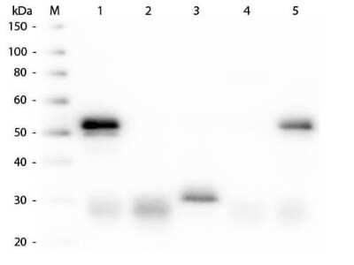 Western Blot: Donkey anti-Rabbit IgG (H+L) Secondary Antibody [Biotin] [NB120-6801] - Western Blot of Donkey anti-Rabbit IgG (H+L) Secondary antibody [Biotin]. Lane M: 3 ul Molecular Ladder. Lane 1: Rabbit IgG whole molecule. Lane 2: Rabbit IgG F(ab) Fragment. Lane 3: Rabbit IgG F(c) Fragment. Lane 4: Rabbit IgM Whole Molecule. Lane 5: Normal Rabbit Serum. All samples were reduced. Load: 50 ng per lane. Block for 30 min at RT. Primary Antibody: Donkey anti-Rabbit IgG (H+L) Secondary antibody [Biotin] 1:5,000 for 60 min at RT. Secondary antibody: None. Predicted/Obsevered Size: 25 and 50 kDa for Rabbit IgG and Serum, 25 kDa for F(c) and F(ab), 70 and 23 kDa for IgM. Rabbit F(c) migrates slightly higher.