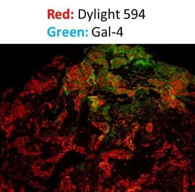 Immunohistochemistry-Frozen: Donkey anti-Rabbit IgG (H+L) Secondary Antibody [DyLight 594] (Pre-adsorbed) [NBP1-75642] - Analysis of frozen mouse tissue using Donkey anti-Rabbit IgG (H+L) Secondary Antibody [DyLight 594] (Pre-adsorbed). Image from verified customer review.