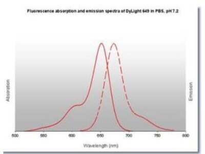 Fluorophore-linked immunosorbent assay: Donkey anti-Rabbit IgG (H+L) Secondary Antibody [DyLight 649] (Pre-adsorbed) [NBP1-72968]