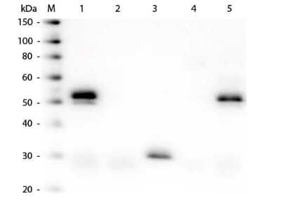 Western Blot: Donkey anti-Rabbit IgG (H+L) Secondary Antibody [FITC] (Pre-adsorbed) [NB120-7079] - Donkey anti-Rabbit IgG (H+L) Secondary Antibody [Fluorescein] [NB120-7079] - Lane 1: Rabbit IgG whole molecule. Lane 2: Rabbit IgG F(ab) Fragment. Lane 3: Rabbit IgG F(c) Fragment. Lane 4: Rabbit IgM Whole Molecule. Lane 5: Normal Rabbit Serum. All samples were reduced. Load: 50 ng of IgG, F(ab), F(c) and Serum, 25 ng of IgM. Block: incubated with blocking buffer for 30 min at RT. Primary Antibody: Anti-Rabbit IgG (H&L) (DONKEY) Antibody (Min X Bv Ch Gt GP Ham Hs Hu Ms Rt & Sh Serum Proteins) 1:7,500 for 60 min at RT. Secondary antibody: Anti-Donkey IgG (GOAT) Peroxidase Conjugated Antibody 1:40,000 in incubated with blocking buffer for 30 min at RT. Predicted/Observed Size: 25 and 50 kDa for Rabbit IgG and Serum, 25 kDa for F(c) and F(ab), 70 and 23 kDa for IgM. Rabbit F(c) migrates slightly higher.