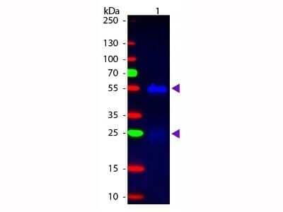 Western Blot: Donkey anti-Rabbit IgG (H+L) Secondary Antibody [FITC] (Pre-adsorbed) [NB120-7079] - Western blot of Donkey anti-Rabbit IgG (H+L) Secondary Antibody [FITC] (Pre-adsorbed).Lane 1:  Rabbit IgG.Lane 2:  None.Load:  50 ng per lane.Primary antibody:  None.Secondary antibody:  Donkey anti-Rabbit IgG (H+L) Secondary Antibody [FITC] (Pre-adsorbed) at 1:1000 for 60 min at RT.Blocking:  Fluorescent blocking buffer for 30 min at RT.Predicted/Observed size:  25 & 55 kDa, 25 & 55 kDa for Rabbit IgG.Other band(s):  None.
