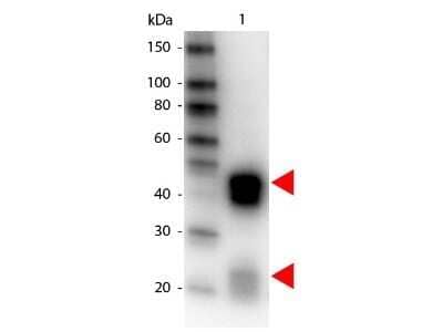 Western Blot: Donkey anti-Rabbit IgG (H+L) Secondary Antibody [HRP] (Pre-adsorbed) [NBP1-73718] - Western Blot of Donkey anti-Rabbit IgG (H+L) Secondary Antibody [HRP] (Pre-adsorbed).  Lane 1:  Rabbit IgG.  Lane 2:  none.  Load:  50 ng per lane.Primary antibody:  none.Secondary antibody:  Donkey anti-Rabbit IgG (H+L) Secondary Antibody [HRP] (Pre-adsorbed) at 1:1000 for 60 min at RTBlock: Fluorescent blocking buffer for 30 min at RT.Predicted/Observed size:  55 kDa, 28 kDa for Rabbit IgG. Other band(s): none.