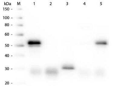 Western Blot: Donkey anti-Rabbit IgG (H+L) Secondary Antibody [HRP] [NBP1-73256] - Lane 1: Rabbit IgG whole molecule. Lane 2: Rabbit IgG F(ab) Fragment. Lane 3: Rabbit IgG F(c) Fragment. Lane 4: Rabbit IgM Whole Molecule. Lane 5: Normal Rabbit Serum. All samples were reduced. Load: 50 ng per lane. Block: incubated with blocking buffer for 30 min at RT. Primary Antibody: Anti-Rabbit IgG (H&L) (DONKEY) Antibody Peroxidase Conjugated 1:5,000 for 60 min at RT. Secondary antibody: None. Predicted/Observed Size: 25 and 50 kDa for Rabbit IgG and Serum, 25 kDa for F(c) and F(ab), 70 and 23 kDa for IgM. Rabbit F(c) migrates slightly higher.