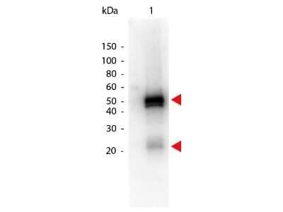 Western Blot: Donkey anti-Rabbit IgG (H+L) Secondary Antibody [HRP] [NBP1-73256] - Western Blot of Donkey anti-Rabbit IgG (H+L) Secondary Antibody [HRP].  Lane 1:  Rabbit IgG.  Lane 2:  none.  Load:  50 ng per lane.Primary antibody:  none.Secondary antibody:  Donkey anti-Rabbit IgG (H+L) Secondary Antibody [HRP] at 1:1000 for 60 min at RTBlock:  Fluorescent blocking buffer for 30 min RT.Predicted/Observed size:  55 kDa, 28 kDa for Rabbit IgG. Other band(s): none.