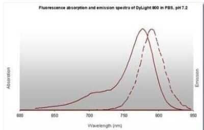 Fluorophore-linked immunosorbent assay: Donkey anti-Rabbit IgG (H+L) Secondary Antibody (Pre-adsorbed) [NBP1-72741] - Donkey anti-Rabbit IgG (H+L) Secondary Antibody [DyLight 800] [NBP1-72970]