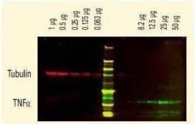 Western Blot: Donkey anti-Rabbit IgG (H+L) Secondary Antibody (Pre-adsorbed) [NBP1-72741] - Donkey anti-Rabbit IgG (H+L) Secondary Antibody [DyLight 800] [NBP1-72970] - DyLight (R) dyes can be used for two-color Western Blot detection with low background and high signal