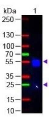 Western Blot: Donkey anti-Rabbit IgG (H+L) Secondary Antibody (Pre-adsorbed) [NBP1-72741] - Lane 1: Rabbit IgG Load: 50 ug per lane Secondary antibody: Rabbit IgG (H&L) Antibody DyLight (TM) 488 conjugated Pre-Adsorbed at 1:1,000 for 60 min at RT Block for30 min at RT Predicted/Observed size: 55 and 28 kDa, 55 and 28 kDa Image from the DyLight 488 version of this antibody.