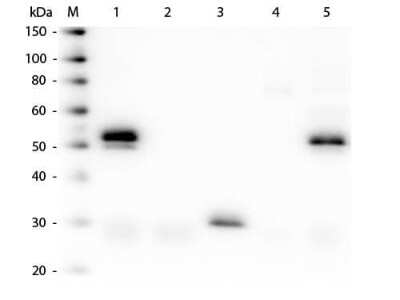 Western Blot: Donkey anti-Rabbit IgG (H+L) Secondary Antibody [Rhodamine] (Pre-adsorbed) [NB120-7080] - Western Blot of Donkey anti-Rabbit IgG (H+L) Secondary antibody [Rhodamine] (Pre-adsorbed). Lane M: 3 ul Molecular Ladder. Lane 1: Rabbit IgG whole molecule. Lane 2: Rabbit IgG F(ab) Fragment. Lane 3: Rabbit IgG F(c) Fragment. Lane 4: Rabbit IgM Whole Molecule. Lane 5: Normal Rabbit Serum. All samples were reduced. Load: 50 ng of IgG, F(ab), F(c) and Serum, 25 ng of IgM. Block for 30 min at RT. Primary Antibody: Donkey anti-Rabbit IgG (H+L) Secondary antibody [Rhodamine] (Pre-adsorbed) 1:7,500 for 60 min at RT. Secondary antibody: Anti-Donkey IgG (GOAT) Peroxidase Conjugated Antibody 1:40,000 in blocking buffer for 30 min at RT. Predicted/Obsevered Size: 25 and 50 kDa for Rabbit IgG and Serum, 25 kDa for F(c) and F(ab), 70 and 23 kDa for IgM. Rabbit F(c) migrates slightly higher.