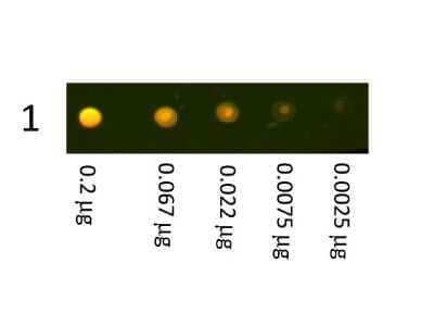 Dot Blot: Donkey anti-Rabbit IgG (H+L) Secondary Antibody [Texas Red] [NB120-6800] - Dot Blot showing the detection of Rabbit IgG using Donkey anti-Rabbit IgG (H+L) Secondary Antibody [Texas Red].  A three-fold serial dilution of Rabbit IgG starting at 200ng was spotted onto 0.45 um nitrocellulose.  After blocking in 5% western blot blocking reagent