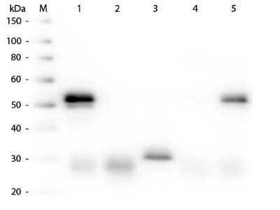 Western Blot: Donkey anti-Rabbit IgG (H+L) Secondary Antibody [Texas Red] [NB120-6800] - Western Blot of Donkey anti-Rabbit IgG (H+L) Secondary Antibody [Texas Red]