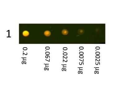 Dot Blot: Donkey anti-Rabbit IgG (H+L) Secondary Antibody [Unconjugated] [NBP1-72696] - Dot Blot showing the detection of Rabbit IgG. A three-fold serial dilution of Rabbit IgG starting at 200  ng was spotted onto 0.45 um nitrocellulose. After blocking in 5% Blotto 1 Hour at 20C, Donkey anti-Rabbit IgG (H+L) Secondary Antibody [Texas Red] was incubated in blocking buffer for Fluorescent Western Blotting and imaged using the Bio-Rad VersaDoc 4000 MP. Image from the Texas Red version of this antibody.