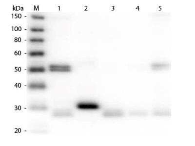 Western Blot: Donkey anti-Rat IgG (H+L) Secondary Antibody [Biotin] [NBP1-73148] - Lane 1: Rat IgG whole molecule. Lane 2: Rat IgG F(c) Fragment. Lane 3: Rat IgG Fab Fragment. Lane 4: Rat IgM Whole Molecule. Lane 5: Rat Serum. All samples were reduced. Load: 50 ng per lane. Block: incubated with blocking buffer for 30 min at RT. Primary Antibody: Anti-Rat IgG (H&L) (DONKEY) Antibody (Min X Bv Ch Gt GP Ham Hs Hu Ms Rb & Sh Serum Proteins) 1:10,000 for 60 min at RT. Secondary Antibody: Anti-Donkey IgG (GOAT) Peroxidase Conjugated Antibody 1:40,000 in incubated with blocking buffer for 30 min at RT. Predicted/Observed Size: 25 and 55 kDa for Rat IgG and Serum, 25 kDa for F(c) and Fab, 78 and 25 kDa for IgM. Rat F(c) migrates slightly higher.