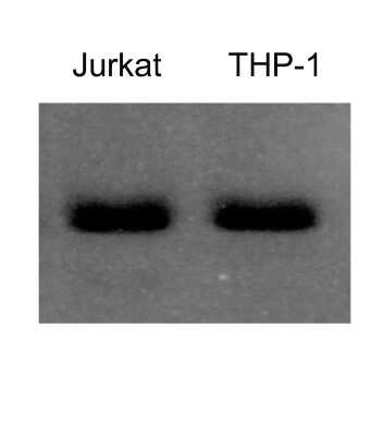 Western Blot: Donkey anti-Rat IgG (H+L) Secondary Antibody [HRP] [NBP1-73266] - Western on tubulin using donkey anti-rat IgG HRP as secondary. Image from verified customer review.