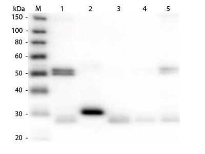 Western Blot: Donkey anti-Rat IgG (H+L) Secondary Antibody [HRP] [NBP1-73266] - Lane 1: Rat IgG whole molecule. Lane 2: Rat IgG F(c) Fragment. Lane 3: Rat IgG Fab Fragment. Lane 4: Rat IgM Whole Molecule. Lane 5: Rat Serum. All samples were reduced. Load: 50 ng per lane. Block: incubated with blocking buffer for 30 min at RT. Primary Antibody: Anti-Rat IgG (H&L) (DONKEY) Antibody (Min X Bv Ch Gt GP Ham Hs Hu Ms Rb & Sh Serum Proteins) 1:10,000 for 60 min at RT. Secondary Antibody: Anti-Donkey IgG (GOAT) Peroxidase Conjugated Antibody 1:40,000 in incubated with blocking buffer for 30 min at RT. Predicted/Observed Size: 25 and 55 kDa for Rat IgG and Serum, 25 kDa for F(c) and Fab, 78 and 25 kDa for IgM. Rat F(c) migrates slightly higher.