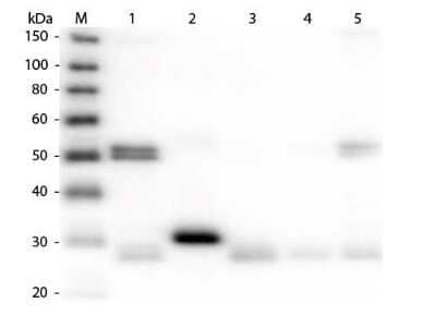 Western Blot: Donkey anti-Rat IgG (H+L) Secondary Antibody [Rhodamine] (Pre-adsorbed) [NBP1-73569] - Donkey anti-Rat IgG (H+L) Secondary Antibody [Rhodamine] [NBP1-73569] - Lane 1: Rat IgG whole molecule. Lane 2: Rat IgG F(c) Fragment. Lane 3: Rat IgG Fab Fragment. Lane 4: Rat IgM Whole Molecule. Lane 5: Rat Serum. All samples were reduced. Load: 50 ng per lane. Block: incubated with blocking buffer for 30 min at RT. Primary Antibody: Anti-Rat IgG (H&L) (DONKEY) Antibody (Min X Bv Ch Gt GP Ham Hs Hu Ms Rb & Sh Serum Proteins) 1:10,000 for 60 min at RT. Secondary Antibody: Anti-Donkey IgG (GOAT) Peroxidase Conjugated Antibody 1:40,000 in incubated with blocking buffer for 30 min at RT. Predicted/Observed Size: 25 and 55 kDa for Rat IgG and Serum, 25 kDa for F(c) and Fab, 78 and 25 kDa for IgM. Rat F(c) migrates slightly higher.