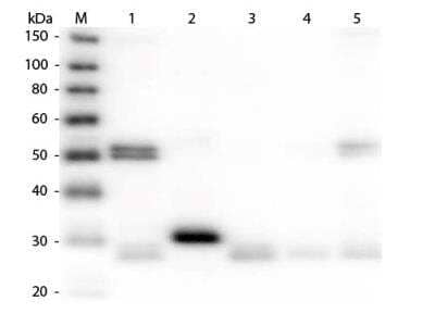Western Blot: Donkey anti-Rat IgG (H+L) Secondary Antibody [Rhodamine] [NBP1-73085] - Lane 1: Rat IgG whole molecule. Lane 2: Rat IgG F(c) Fragment. Lane 3: Rat IgG Fab Fragment. Lane 4: Rat IgM Whole Molecule. Lane 5: Rat Serum. All samples were reduced. Load: 50 ng per lane. Block: incubated with blocking buffer for 30 min at RT. Primary Antibody: Anti-Rat IgG (H&L) (DONKEY) Antibody (Min X Bv Ch Gt GP Ham Hs Hu Ms Rb & Sh Serum Proteins) 1:10,000 for 60 min at RT. Secondary Antibody: Anti-Donkey IgG (GOAT) Peroxidase Conjugated Antibody 1:40,000 in incubated with blocking buffer for 30 min at RT. Predicted/Observed Size: 25 and 55 kDa for Rat IgG and Serum, 25 kDa for F(c) and Fab, 78 and 25 kDa for IgM. Rat F(c) migrates slightly higher.