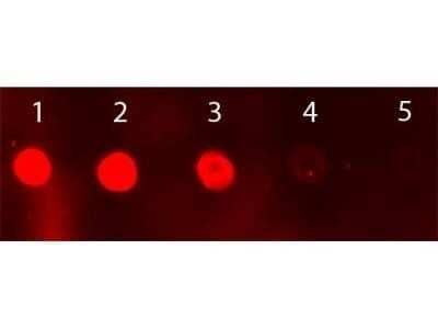 Dot Blot: Donkey anti-Sheep IgG (H+L) Secondary Antibody [NBP1-72699] - Sheep IgG Load: Lane 1 - 50 ng Lane 2 - 16.67 ng Lane 3 - 5.56 ng Lane 4 - 1.85 ng Lane 5 - 0.62 ng. Image from the FITC version of this antibody.