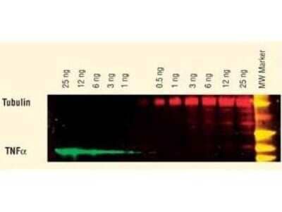 Western Blot: Donkey anti-Sheep IgG (H+L) Secondary Antibody [DyLight 649] (Pre-adsorbed) [NBP1-73004] - DyLight (TM) dyes can be used for two-color Western Blot detection with low background and high signal. Anti-tubulin was detected using a DyLight (TM) 549 conjugate. Anti-TNFa was detected using a DyLight (TM) 649 conjugate. The image was captured using the Typhoon (TM) 9410 Imaging System.
