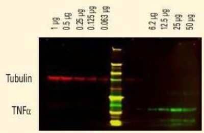 Western Blot: Donkey anti-Sheep IgG (H+L) Secondary Antibody [DyLight 800] (Pre-adsorbed) [NBP1-73006] - DyLight™ dyes can be used for two-color western blot detection with low background and high signal.  Anti-tubulin was detected using a DyLight™ 680 conjugate.  Anti-TNFa was detected using a DyLight™ 800 conjugate. The image was captured using the Odyssey® Infrared Imaging System developed by LI-COR.