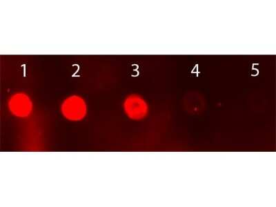 Dot Blot: Donkey anti-Sheep IgG (H+L) Secondary Antibody [FITC] [NB740-F] - Dot Blot of Donkey anti-Sheep IgG (H+L) Secondary Antibody [FITC].Antigen:  Sheep IgGLoad:  Lane 1 - 50 ng Lane 2 - 16.67 ng Lane 3 - 5.56 ng Lane 4 - 1.85 ng Lane 5 - 0.62 ng.Primary antibody:  none.Secondary antibody:  Donkey anti-Sheep IgG (H+L) Secondary Antibody [FITC] 1:1000 for 60 min at RT.Block:  Fluorescent blocking buffer for 1 HR at RT.