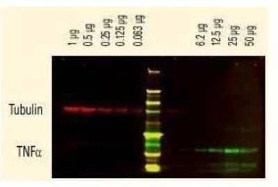 Western Blot: Donkey anti-Sheep IgG (H+L) Secondary Antibody (Pre-adsorbed) [NBP1-72745] - DyLight(TM) dyes can be used for two-color western blot detection with low background and high signal. Anti-tubulin was detected using a DyLight(TM) 680 conjugate. Anti-TNFa was detected using a DyLight(TM) 800 conjugate. The image was captured using the Odyssey(R) Infrared Imaging System developed by LI-COR.