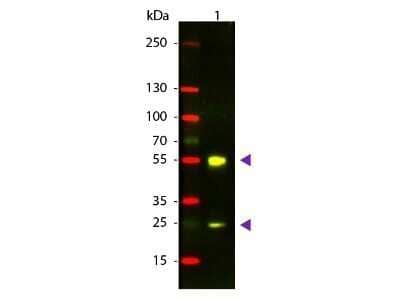 Western Blot: Donkey anti-Sheep IgG (H+L) Secondary Antibody [NBP1-72699] - Lane 1: Sheep IgG. Lane 2: None. Load: 50 ng per lane. Primary antibody: None. Secondary antibody: Texas Red donkey secondary antibody at 1:1,000 for 60 min at RT. Block: incubated with blocking buffer for 30 min at RT. Predicted/Observed size: 28 & 55 kDa, 28 & 55 kDa for Sheep IgG. Other band(s): None. Image using the Texas Red format of this antibody.