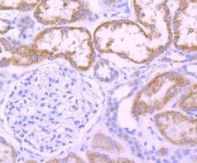 Immunohistochemistry-Paraffin: Dopa Decarboxylase/DDC Antibody (JA53-16) [NBP2-66806] - Analysis of paraffin-embedded human kidney tissue using anti-DOPA Decarboxylase antibody. Counter stained with hematoxylin.