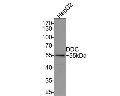 Western Blot: Dopa Decarboxylase/DDC Antibody (JA53-16) [NBP2-66806] - Analysis of Dopa Decarboxylase/DDC on HepG2 cell lysates with Rabbit anti-Dopa Decarboxylase/DDC antibody at 1/500 dilution. Lysates/proteins at 10 ug/Lane. Predicted band size: 53 kDa Observed band size: 55 kDa Exposure time: 2 minutes; 10% SDS-PAGE gel. Proteins were transferred to a PVDF membrane and blocked with 5% NFDM/TBST for 1 hour at room temperature. The primary antibody at 1/500 dilution was used in 5% NFDM/TBST at room temperature for 2 hours. Goat Anti-Rabbit IgG - HRP Secondary Antibody at 1:200,000 dilution was used for 1 hour at room temperature.
