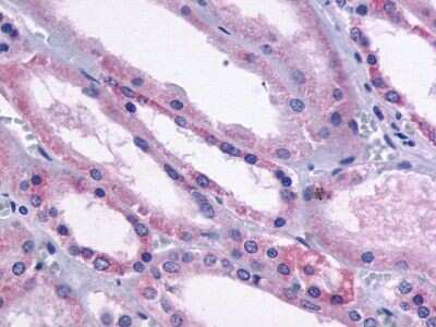 Immunohistochemistry-Paraffin: Dopamine D1 R/DRD1 Antibody [NLS43] - Analysis of anti-Dopamine Receptor D1 / DRD1 antibody with human kidney, tubules at dilution 8 ug/ml.