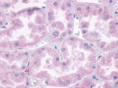 Immunohistochemistry-Paraffin: Dopamine D1 R/DRD1 Antibody [NLS44] - Human Kidney: Formalin-Fixed Paraffin-Embedded (FFPE)