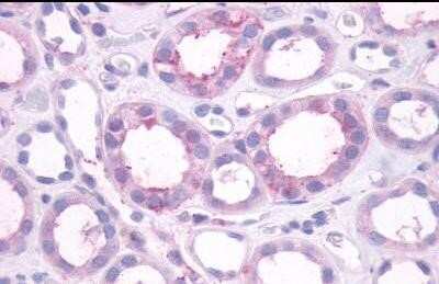 Immunohistochemistry-Paraffin: Dopamine D1 R/DRD1 Antibody [NLS44] - Analysis of anti-Dopamine Receptor D1 / DRD1 antibody with human kidney, tubules at dilution 7 ug/ml.