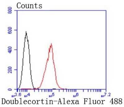 Flow Cytometry: Doublecortin Antibody (JJ0959) [NBP2-66809] - Analysis of HepG2 cells with Doublecortin antibody at 1/50 dilution (red) compared with an unlabelled control (cells without incubation with primary antibody; black). Alexa Fluor 488-conjugated goat anti rabbit IgG was used as the secondary antibody