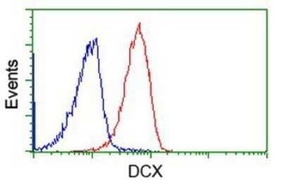 Flow Cytometry: Doublecortin Antibody (OTI4A3) - Azide and BSA Free [NBP2-70558] - Analysis of Jurkat cells, using anti-Doublecortin antibody, (Red), compared to a nonspecific negative control antibody (Blue).