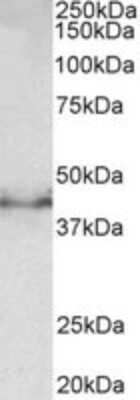 Western Blot: Doublecortin Antibody [NBP2-26149] - NBP2-26149 (0.5ug/ml) staining of Mouse fetal Brain lysate (35ug protein in RIPA buffer). Primary incubation was 1 hour. Detected by chemiluminescence.