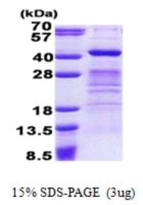 SDS-Page: Dppa4 Protein [NBP2-22998]