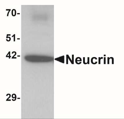 Western Blot: Draxin/C1orf187 Antibody [NBP2-41135] - Western blot analysis of Neucrin in rat cerebellum tissue lysate with Neucrin antibody at 1 ug/mL.