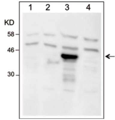 Western Blot: Dre recombinase Antibody [NBP3-11868] - Western blot was performed on whole cell lysates from untransfected 293 cells (lane 1), or 293 cells transfected with Cre (lane 2), Dre (lane 3) or Flp (lane 4) with NBP3-11868 diluted 1:500 in BSA/PBS-Tween. The molecular weight marker (in KD) is shown on the left; the location of the protein of interest (expected size: 38 KD) is indicated on the right.