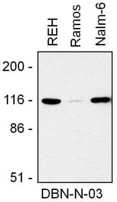 Western Blot: Drebrin 1 Antibody (DBN-N-03) [NBP2-22344] - Drebrin Antibody (DBN-N-03) Western blotting analysis of drebrin expression in REH, Ramos, and Nalm-6 cell lysate using mouse monoclonal antibody.