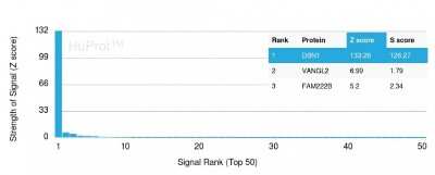 Protein Array: Drebrin 1 Antibody (DBN1/2879) [NBP2-79766] - Analysis of Protein Array containing more than 19,000 full-length human proteins using Drebrin 1 Antibody (DBN1/2879). Z- and S- Score: The Z-score represents the strength of a signal that a monoclonal antibody (Monoclonal Antibody) (in combination with a fluorescently-tagged anti-IgG secondary antibody) produces when binding to a particular protein on the HuProt(TM) array. Z-scores are described in units of standard deviations (SD's) above the mean value of all signals generated on that array. If targets on HuProt(TM) are arranged in descending order of the Z-score, the S-score is the difference (also in units of SD's) between the Z-score. S-score therefore represents the relative target specificity of a Monoclonal Antibody to its intended target. A Monoclonal Antibody is considered to specific to its intended target, if the Monoclonal Antibody has an S-score of at least 2.5