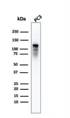 Western Blot: Drebrin 1 Antibody (DBN1/2879) [NBP2-79766] - Staining of human tonsil frozen section. Image using the Alexa Fluor 488 format of this antibody.