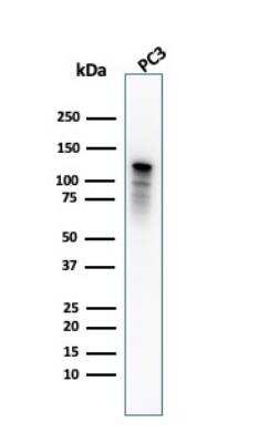 Western Blot: Drebrin 1 Antibody (DBN1/2880) - Azide and BSA Free [NBP2-79902] - Western Blot Analysis of PC3 cell lysate using Drebrin-1 Mouse Monoclonal Antibody (DBN1/2880).