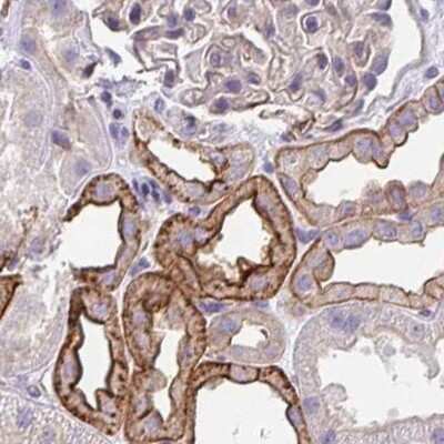 Immunohistochemistry-Paraffin: Drebrin 1 Antibody [NBP2-38813] - Staining of human kidney.